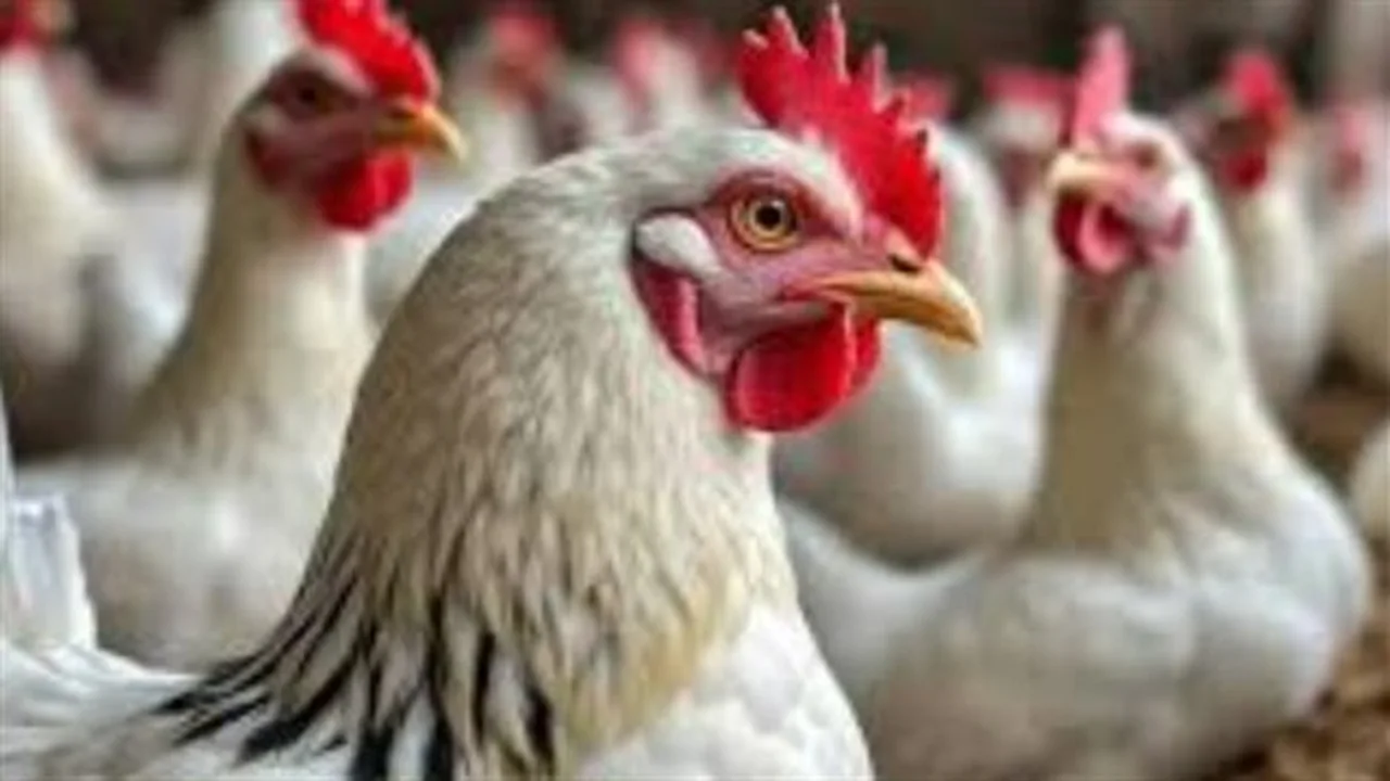 استقرار أسعار الفراخ الساسو والبلدي في المحلات خلال تعاملات يوم الأربعاء 25 مارس